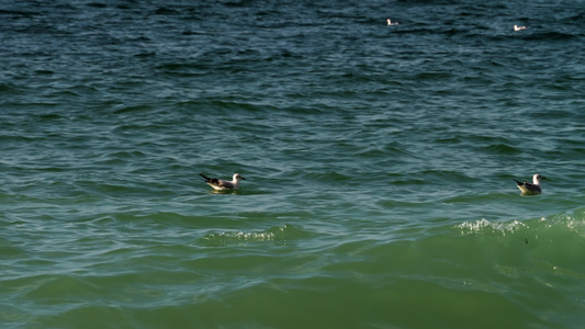 海浪上漂浮的海鸥视频