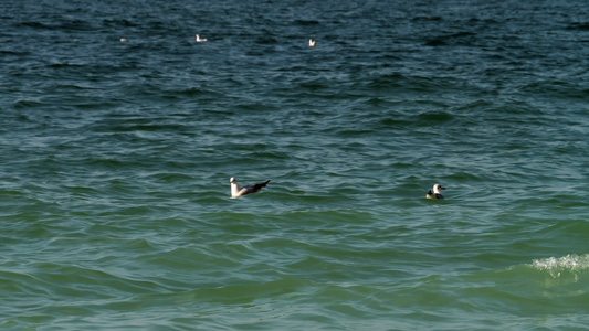 海浪上漂浮的海鸥视频