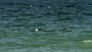 海浪上漂浮的海鸥15秒视频