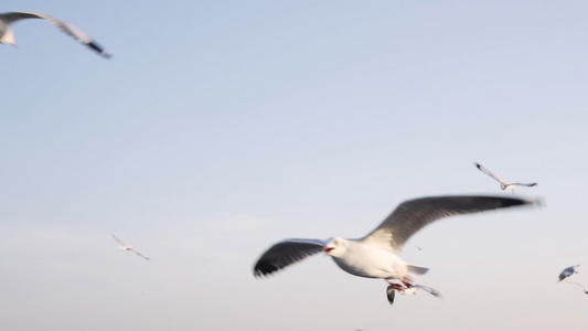 海鸥在天空上飞翔试图寻找食物慢动作自然的感觉视频