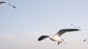 海鸥在天空上飞翔试图寻找食物慢动作25秒视频