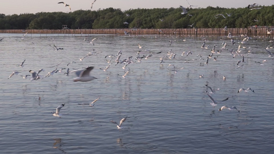 海鸥在港口周围飞来飞去试图寻找食物慢动作自然感觉...视频