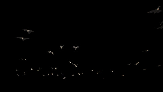 海鸥慢动作飞行阿尔法航道视频