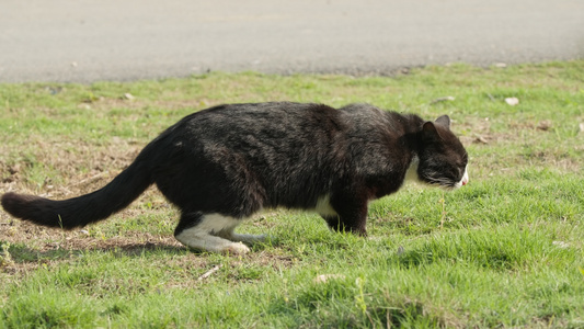 春天公园里可爱的猫咪流浪猫视频