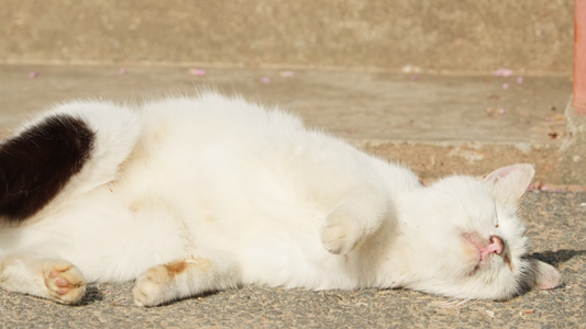 春天公园里可爱的猫咪流浪猫视频