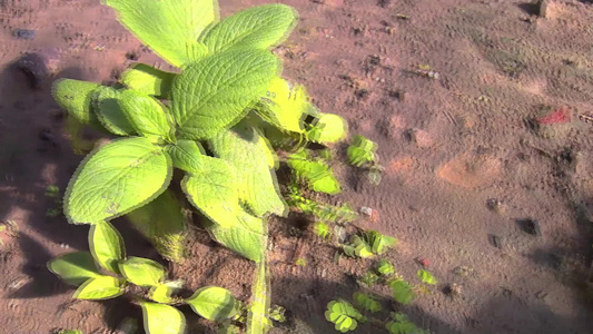 野菜苋菜蔬菜萝卜大棚种植蔬菜视频