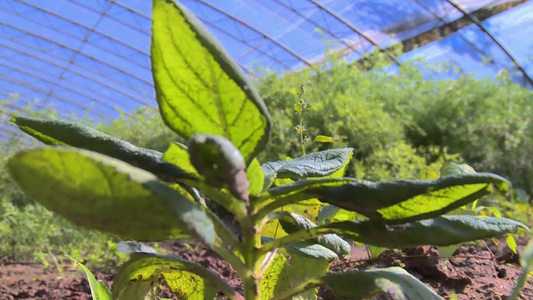 野菜苋菜蔬菜萝卜大棚种植蔬菜视频