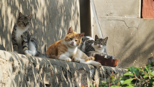 春天公园里可爱的猫咪流浪猫视频