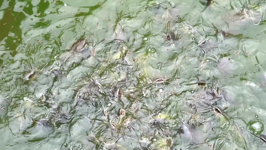 上百条鱼电力和其他鱼类在湖里争吵着吃食物1视频