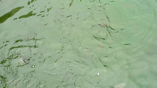 上百条鱼电力和其他鱼类在沼泽里争吵着吃食物1视频