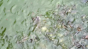 上百条鱼电力和其他鱼类在沼泽中争吵着吃食物15秒视频