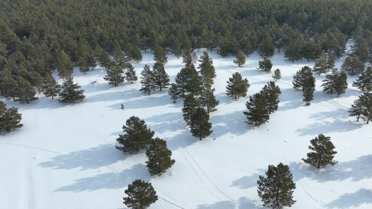 初冬雪后绿色树林雪景视频