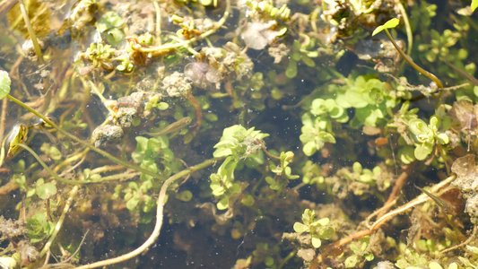 许多鱼池塘湖泊或浅淡水河流中的水下生活水生生态系统视频