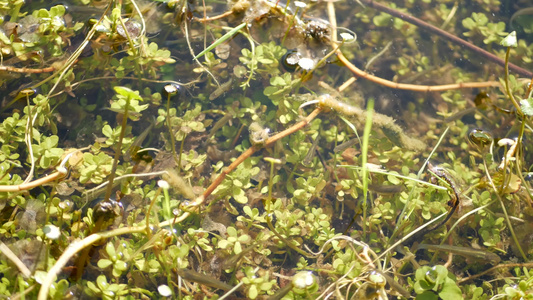 许多鱼池塘湖泊或浅淡水河流中的水下生活水生生态系统视频