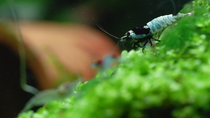 蓝螺栓侏儒小虾清洗腿部在淡水中留在水生植物上21秒视频