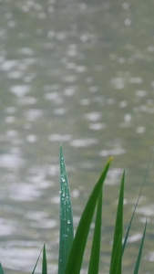 下雨的湖面涟漪视频