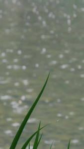 下雨的湖面涟漪视频