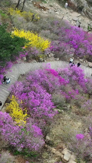 青岛春季风光大珠山杜鹃航拍视频自然风光35秒视频