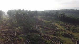 为在马来西亚重新植树而清理的棕榈油种植地12秒视频