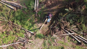 用挖掘机清理油棕榈地12秒视频