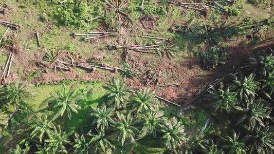 清除油棕榈种植园的土地而不在马来西亚燃烧视频