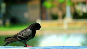 鸽子清洗羽毛站在公园的长凳上和湖底模糊的喷泉边13秒视频
