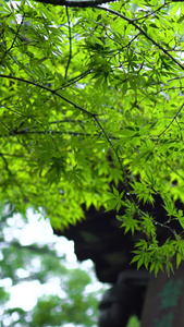 雨天雨景绿植空镜视频古建筑视频