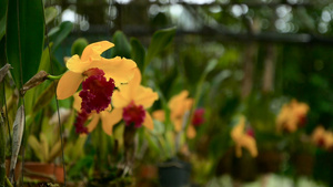 花园中一朵美丽的黄色兰花25秒视频