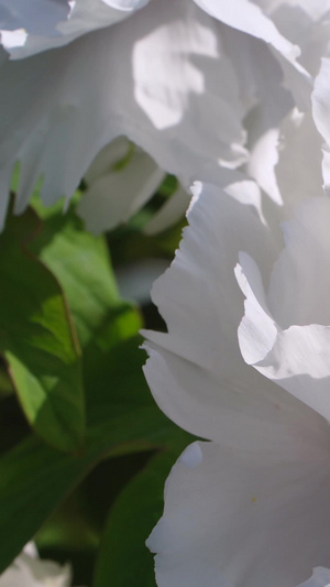 微距拍摄城市街头春天盛开的纯洁白色牡丹素材牡丹花50秒视频