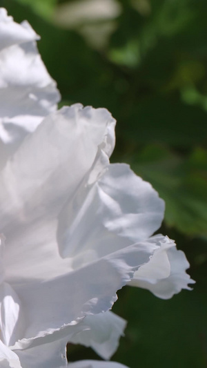 微距拍摄城市街头春天盛开的纯洁白色牡丹素材牡丹花50秒视频