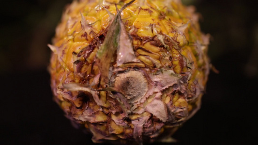 水果菠萝凤梨的各部分[番荔枝]视频
