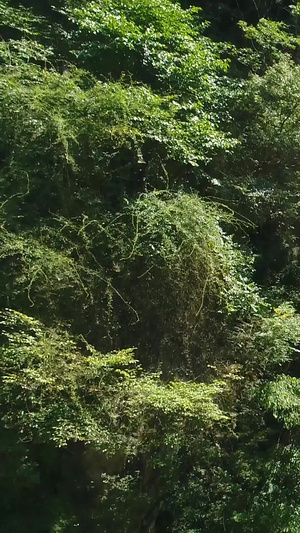 5A级太白山景区飞天瀑布航拍宝鸡旅游44秒视频