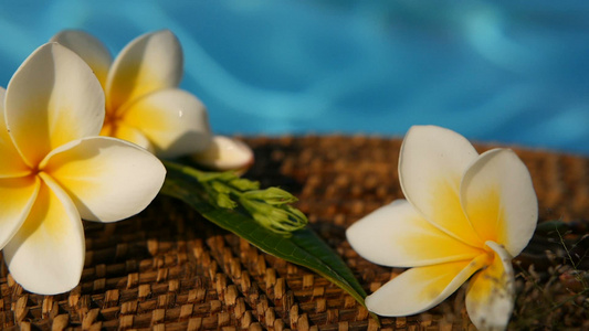蓝色游泳池水面上的热带异国花朵蓝泳池水上视频