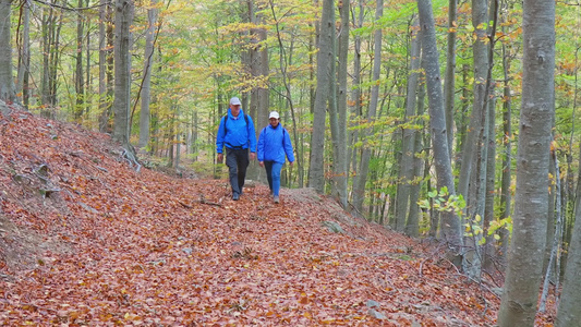 秋天在Beech森林散步的一对旅游夫妇视频