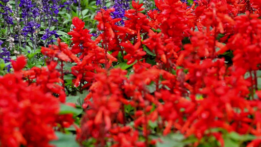 【镜头合集】花坛花园花圃节日装饰花卉拼盘视频