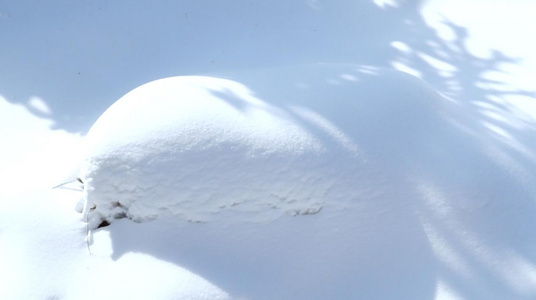 冬季冰雪松树树挂视频