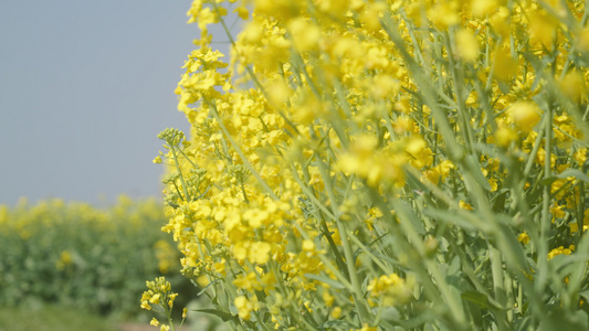 春天农村油菜花海蜜蜂采蜜视频