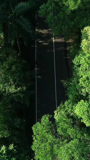 道路绿化城市绿化22秒视频
