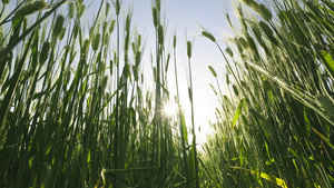 4K仰拍阳光透过绿油油的小麦水稻20秒视频