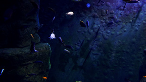 丰富多彩的鱼在暗水中游泳19秒视频