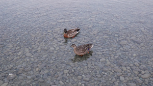 两只野鸭在湖中游泳13秒视频
