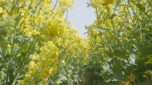 春天农村油菜花海蜜蜂采蜜视频