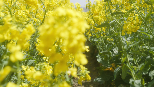 春天农村油菜花海蜜蜂采蜜视频