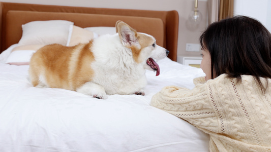 狗狗在卧室床上陪伴主人视频