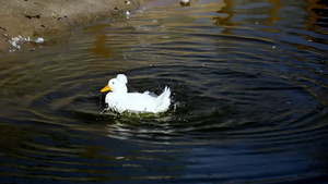 一只有趣的白鸭被冲进水里8秒视频