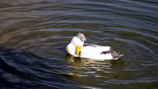 湖里一个美丽的鸭子洗得一干二净视频