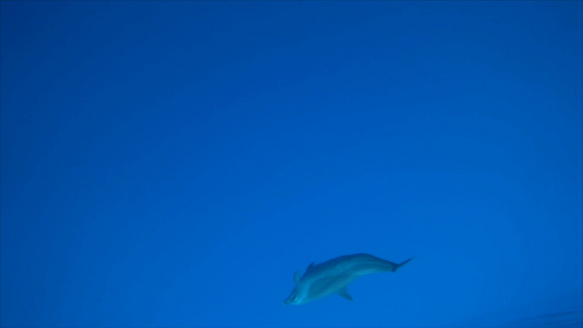 大海里的海豚实拍视频