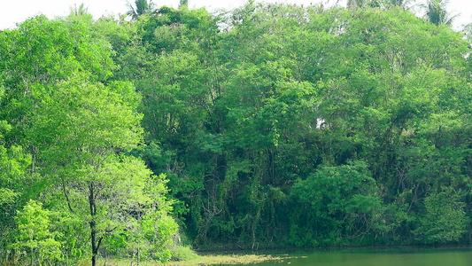 树上的浅绿叶是摇摆和湖中的深绿树背景视频