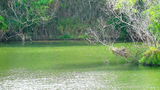 湖周围和水面的波浪上各处的水绿树和绿植物中的干枯树视频