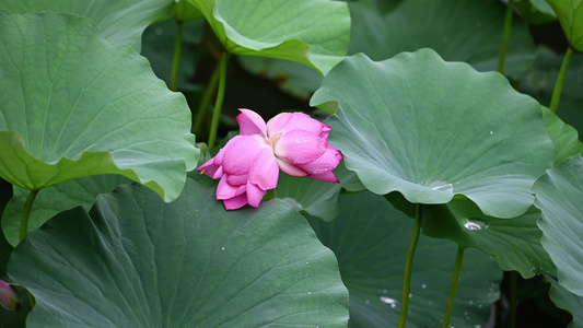 实拍高清素材荷花视频